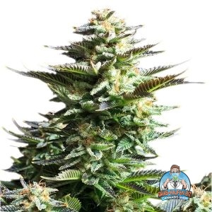 Amnesia Haze