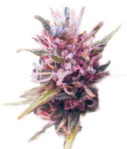 Cannabis Shop Deutschland