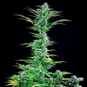 Critical Cannabis