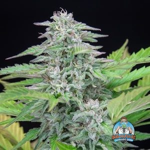Critical Mass Cannabis