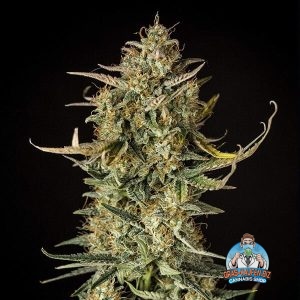 Fat Banana Autoflowering Gras