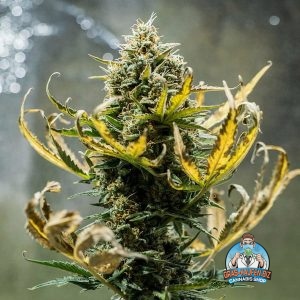 Fat Banana Cannabis-Samen