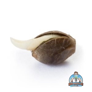 Grape Ape Cannabis Samen
