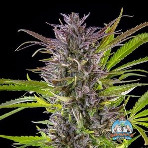 Green Gelato Cannabis Gras