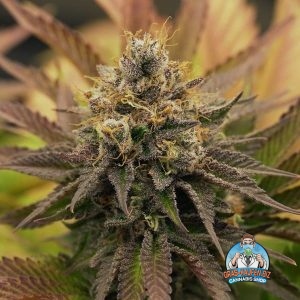 OG Kush Cannabis