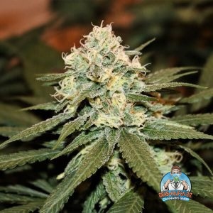 Silver Haze Cannabis Gras