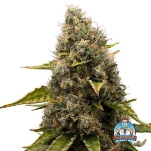 White Widow Cannabis Gras